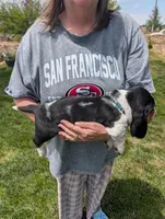 Male 2, a male Basset Hound for sale in Jerome, ID – 3 of 4