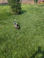 Female 2, a female Basset Hound for sale in Jerome, ID – 4 of 10