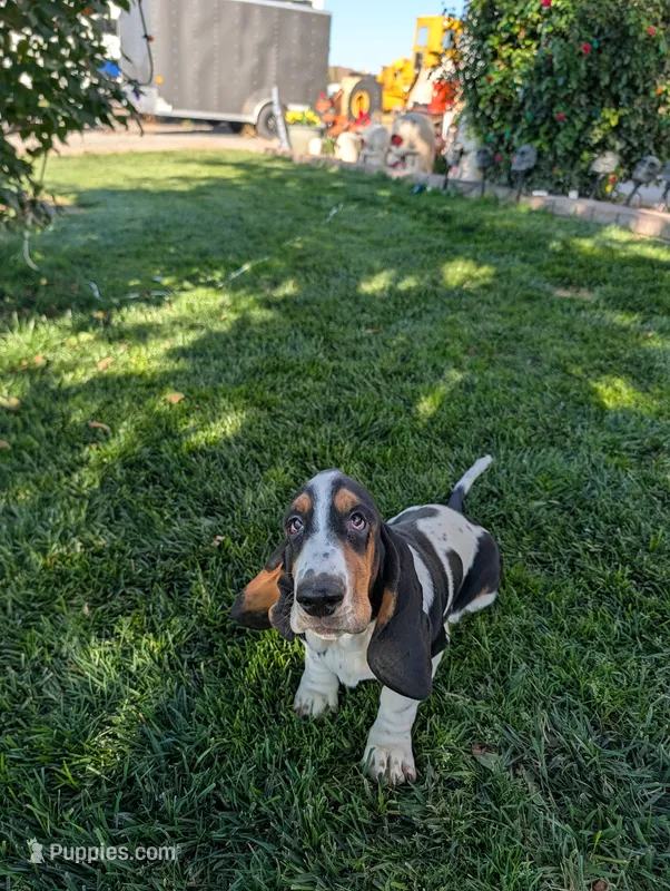 Female 2, a female Basset Hound for sale in Jerome, ID – 1 of 10