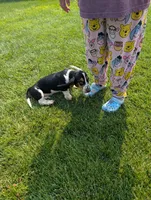 Male 6, a male Basset Hound for sale in Jerome, ID – 10 of 10