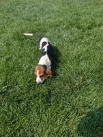 Male 2 , a male Basset Hound for sale in Jerome, ID – 8 of 9