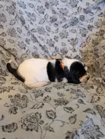 Male 1, a male Basset Hound for sale in Jerome, ID – 3 of 4