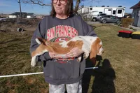 Male 1, a male Basset Hound for sale in Jerome, ID – Photo 4 of 4