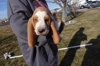 Male 1, a male Basset Hound for sale in Jerome, ID – Photo 1 of 4