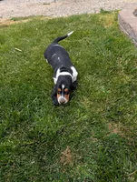Male 2 , a male Basset Hound for sale in Jerome, ID – 2 of 8