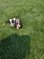 Male 7, a male Basset Hound for sale in Jerome, ID – 2 of 9