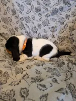 Male 1, a male Basset Hound for sale in Jerome, ID – 2 of 4