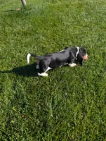 Male 6, a male Basset Hound for sale in Jerome, ID – 6 of 6