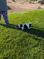 Male 4, a male Basset Hound for sale in Jerome, ID – 6 of 6