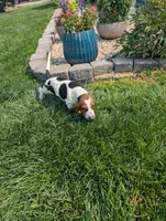 Male 4, a male Basset Hound for sale in Jerome, ID – 4 of 10
