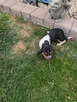 Female 1 , a female Basset Hound for sale in Jerome, ID – 3 of 9