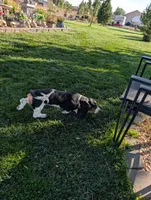 Female 2, a female Basset Hound for sale in Jerome, ID – 6 of 10