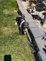 Female 2, a female Basset Hound for sale in Jerome, ID – 2 of 6