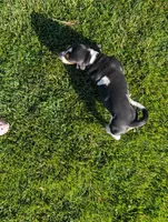 Male 6, a male Basset Hound for sale in Jerome, ID – 3 of 5