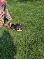 Male 1 , a male Basset Hound for sale in Jerome, ID – 10 of 10