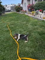 Female 2, a female Basset Hound for sale in Jerome, ID – 8 of 10