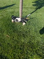 Female 2, a female Basset Hound for sale in Jerome, ID – 4 of 6