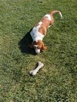 Female 3 , a female Basset Hound for sale in Jerome, ID – 9 of 10
