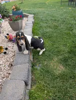 Female 2, a female Basset Hound for sale in Jerome, ID – 1 of 7