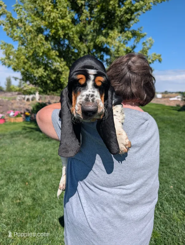 Male 6 – Basset Hound puppy for sale in Jerome, ID