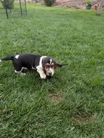 Female 2, a female Basset Hound for sale in Jerome, ID – 7 of 10