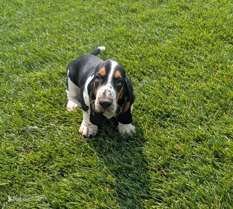Male 6 – Basset Hound puppy for sale in Jerome, ID