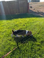Male 1, a male Basset Hound for sale in Jerome, ID – 2 of 8