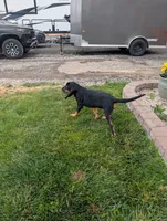 Pbf1 , a female Bloodhound for sale in Jerome, ID – 10 of 10