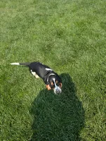 Male 6, a male Basset Hound for sale in Jerome, ID – 10 of 10