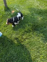 Female 2, a female Basset Hound for sale in Jerome, ID – 9 of 10