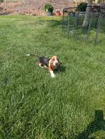 Male 1, a male Basset Hound for sale in Jerome, ID – 8 of 9
