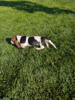 Male 4, a male Basset Hound for sale in Jerome, ID – 5 of 6