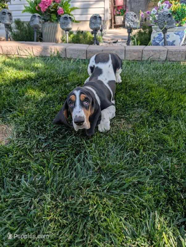 Female 2 – Basset Hound puppy for sale in Jerome, ID