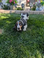 Female 2, a female Basset Hound for sale in Jerome, ID – 1 of 10