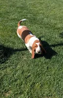 Female 3 , a female Basset Hound for sale in Jerome, ID – 7 of 7