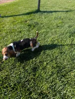 Male 1, a male Basset Hound for sale in Jerome, ID – 7 of 8