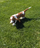 Female 3 , a female Basset Hound for sale in Jerome, ID – 5 of 7