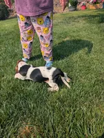 Male 4, a male Basset Hound for sale in Jerome, ID – 3 of 10