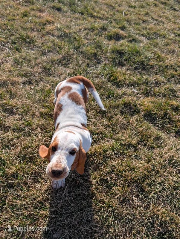 Female 1 , a female Basset Hound for sale in Jerome, ID – Photo 1 of 7