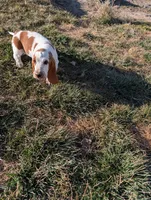 Female 1 , a female Basset Hound for sale in Jerome, ID – Photo 3 of 7