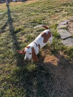 Female 1 , a female Basset Hound for sale in Jerome, ID – Photo 5 of 7