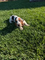 Male 4, a male Basset Hound for sale in Jerome, ID – 2 of 6