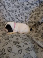 Female 1 , a female Basset Hound for sale in Jerome, ID – 2 of 4