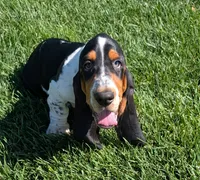 Buster , a male Basset Hound for sale in Jerome, ID – 1 of 10