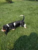 Male 6, a male Basset Hound for sale in Jerome, ID – 3 of 10