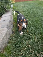 Female 2, a female Basset Hound for sale in Jerome, ID – 1 of 9