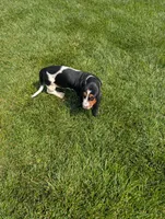 Female 2 , a female Basset Hound for sale in Jerome, ID – 2 of 10