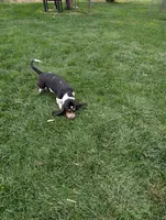 Male 2 , a male Basset Hound for sale in Jerome, ID – 4 of 10