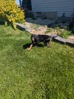Pbf1 , a female Bloodhound for sale in Jerome, ID – 8 of 10