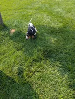 Female 2 , a female Basset Hound for sale in Jerome, ID – 6 of 10